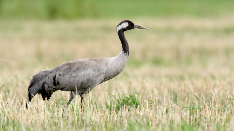 Zugvogelbeobachtungen am Dippelsdorfer Teich