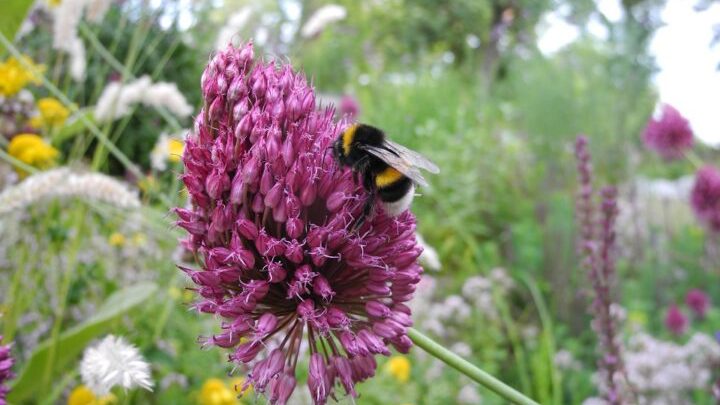 Insekten- und vogelfreundliche Pflanzen im naturnahen Garten