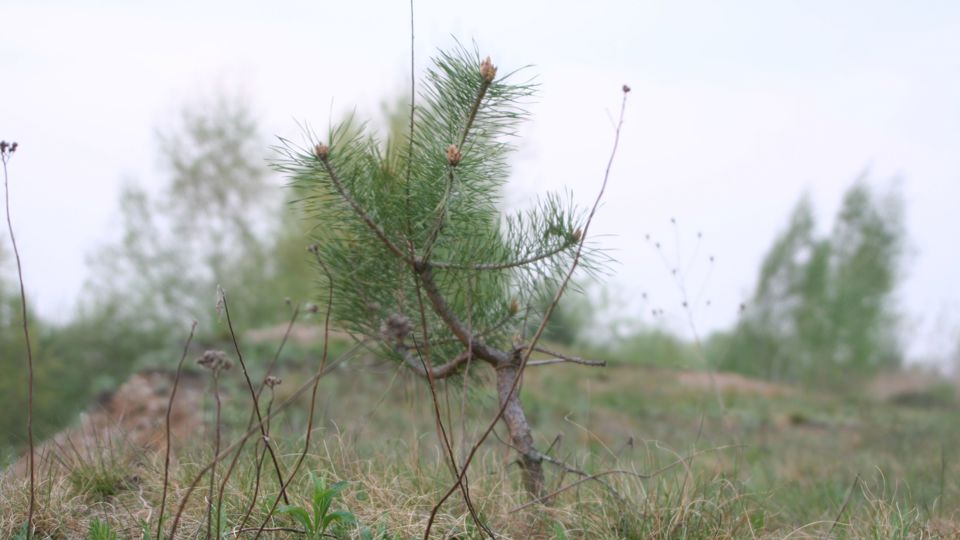 Kiefernwälder im Wandel