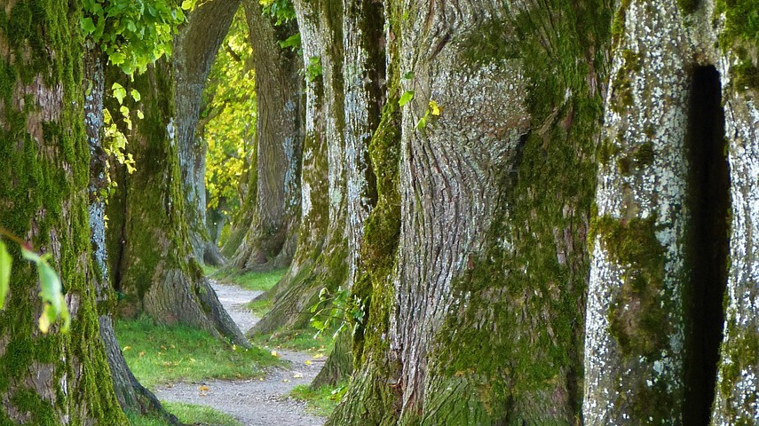 Baumartenvielfalt im Wald
