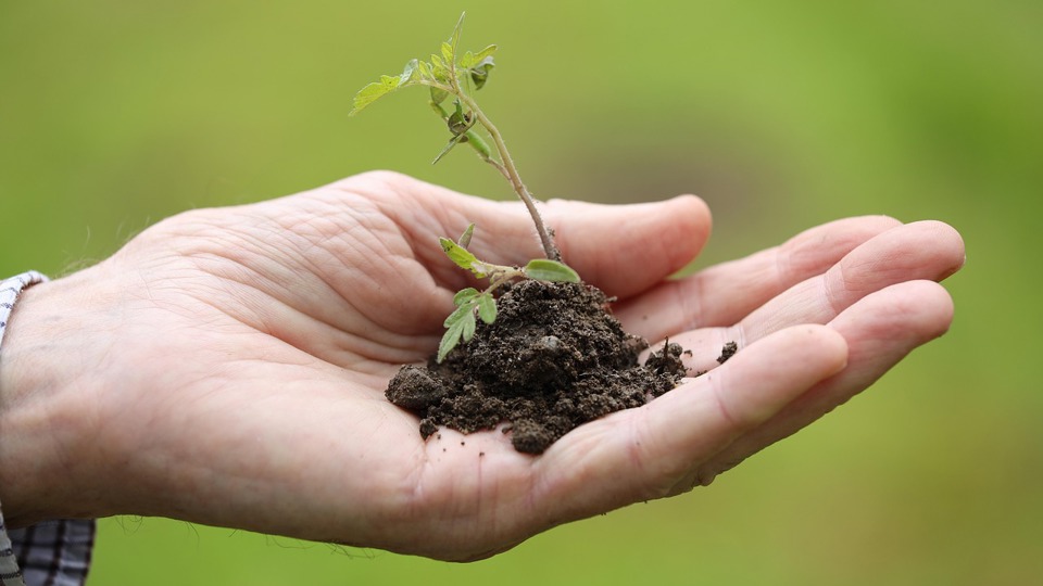 Neues entdecken und Arten erhalten: Eine Führung durch den Saatgutgarten