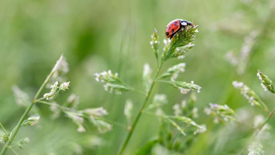 Mundraub-Tour: Essbare Wildpflanzen entdecken – mit allen Sinnen