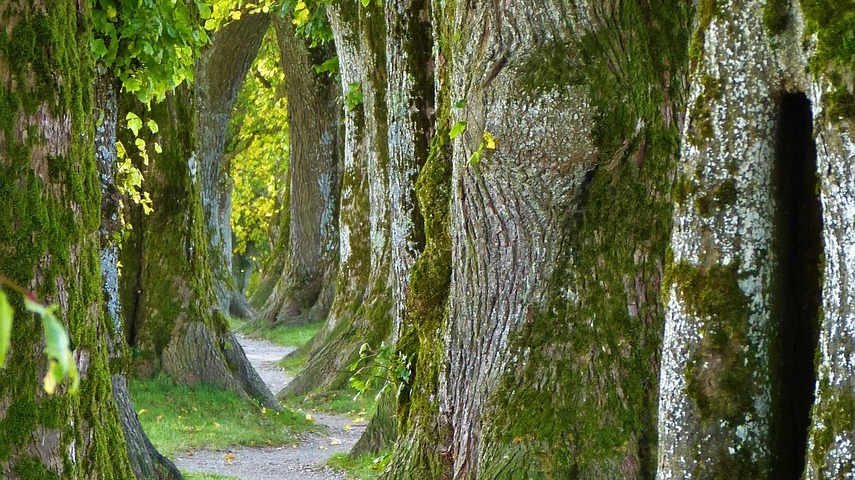 Ab in die Dämmerung - Familienwaldtag für Kinder ab sieben Jahren