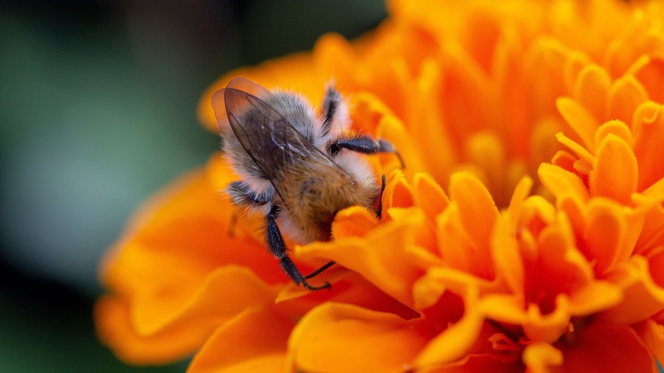 Wildbienen ansiedeln und schützen