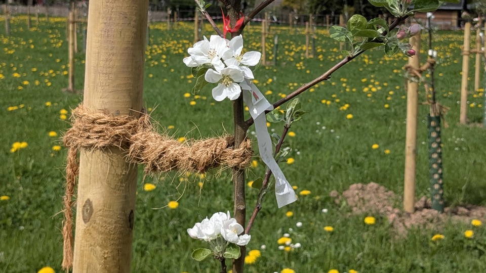 Pflanzaktion im BUND Obstgarten