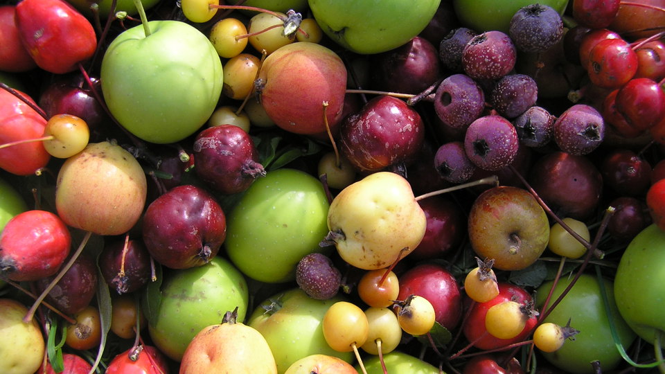 Obst! - Von der Forschung zur Züchtung