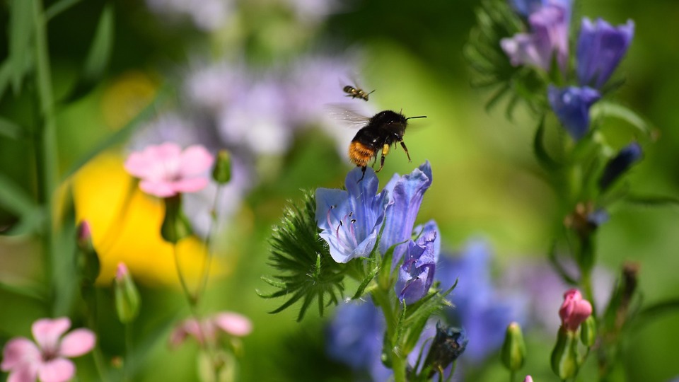 vhs-Klimatreff - Pflanzen im Klimawandel - Botanischer Garten