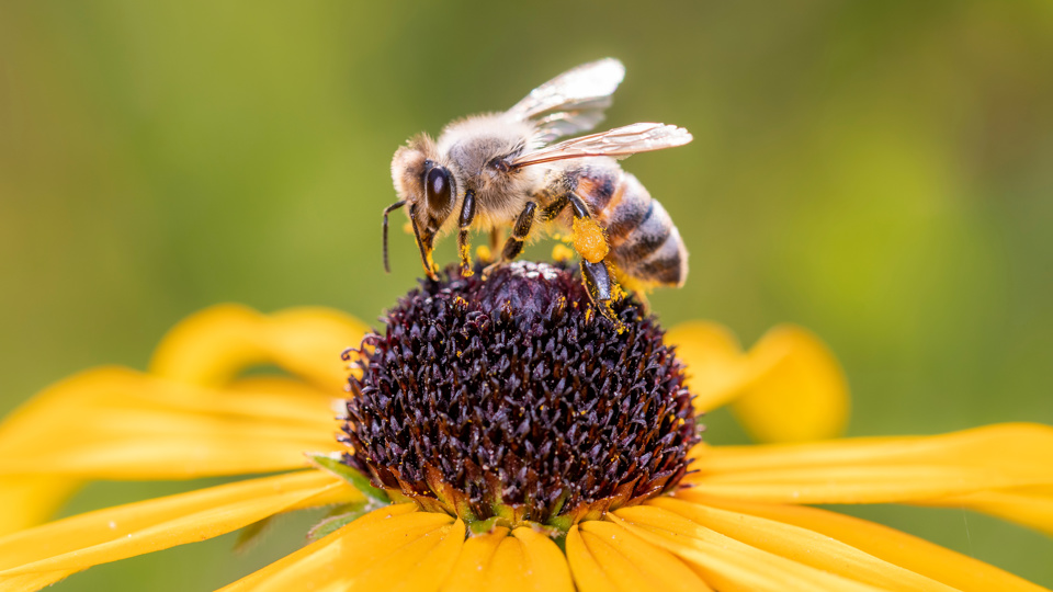 Wildbienen-Nisthilfen und ihre Bewohnerinnen