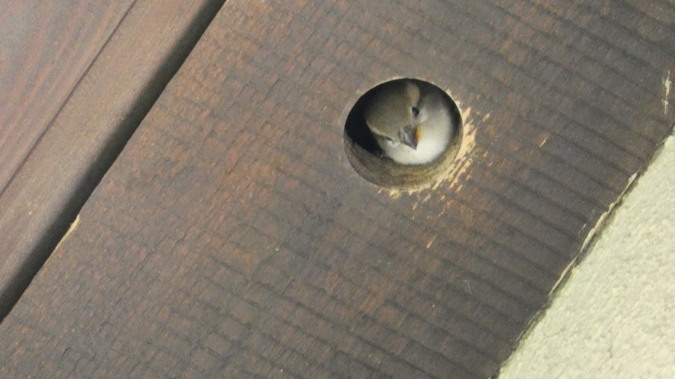 Seminar: Artenschutz am Bau