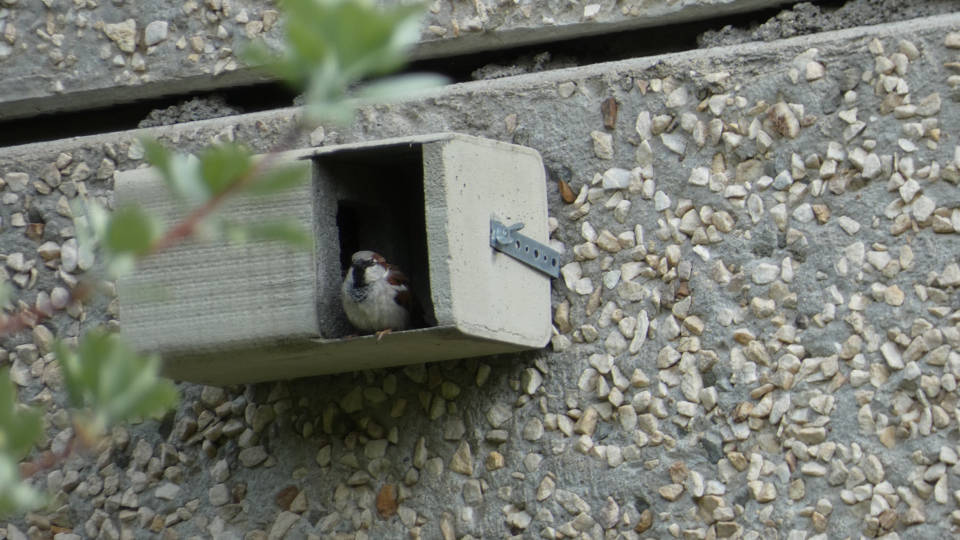Seminar Artenschutz am Bau