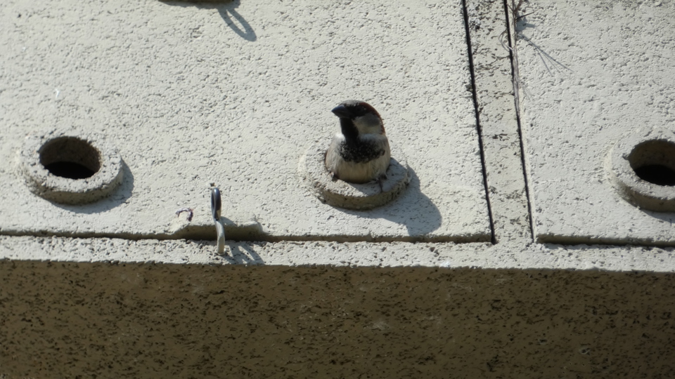 Seminar Artenschutz am Bau