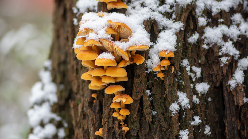 Winterpilze