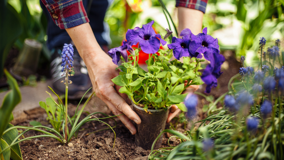 Mein Gartenjahr - Jahresfahrplan für den Garten