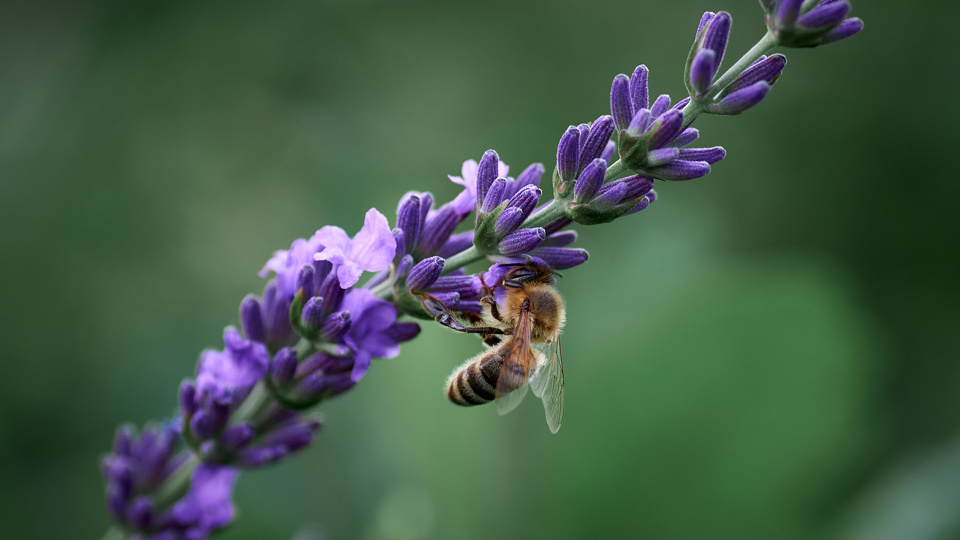 Projektvorstellung »BienenBrückenBauen« – Wildpflanzen für Wildbienen: ein Mitmachprojekt in Dresden