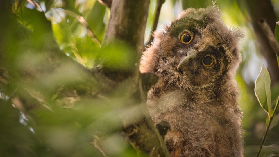 20. Potsdamer Naturfoto-Herbst: Tierisch nah dran – unterwegs in Brandenburgs Natur