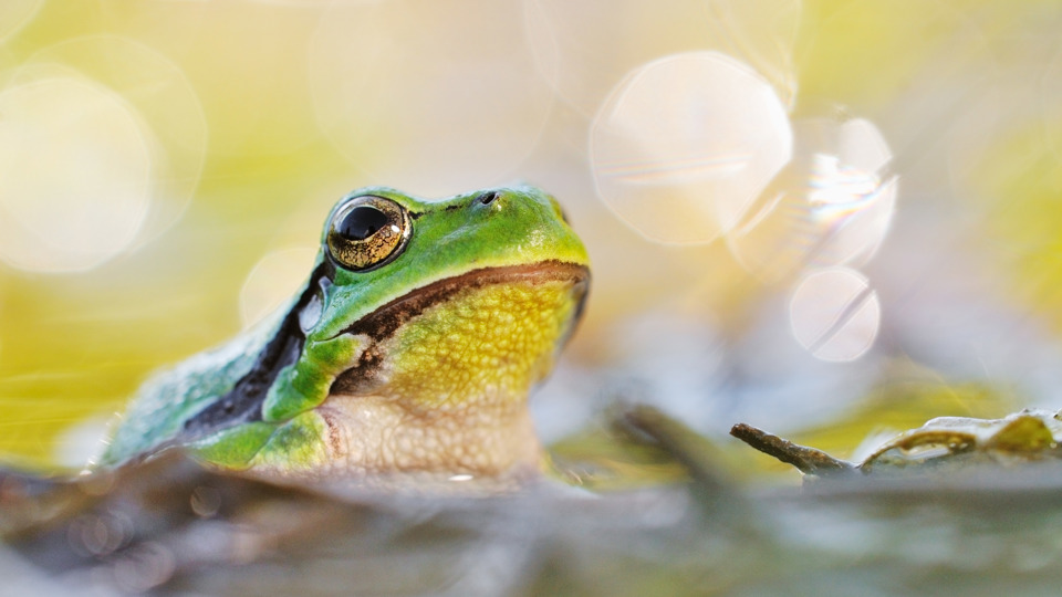 20. Potsdamer Naturfoto-Herbst: Brandenburgs Tafelsilber - Naturschätze zwischen Weltnaturerbe und Braunkohletagebau