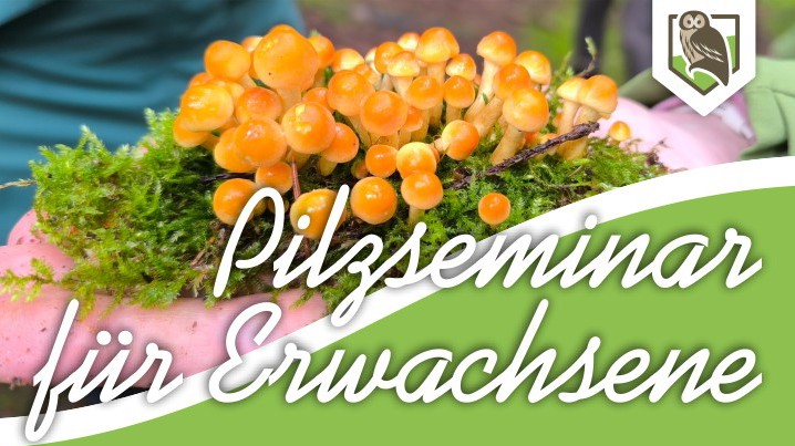Pilzseminar für Erwachsene
