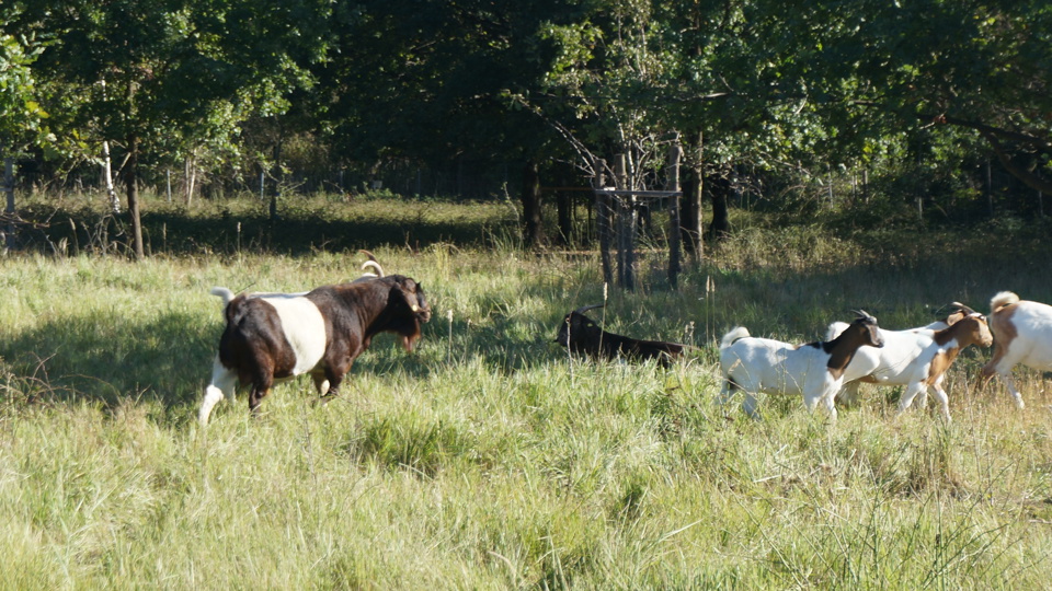 Arbeitseinsatz Naturbewahrung Dresden e.V.