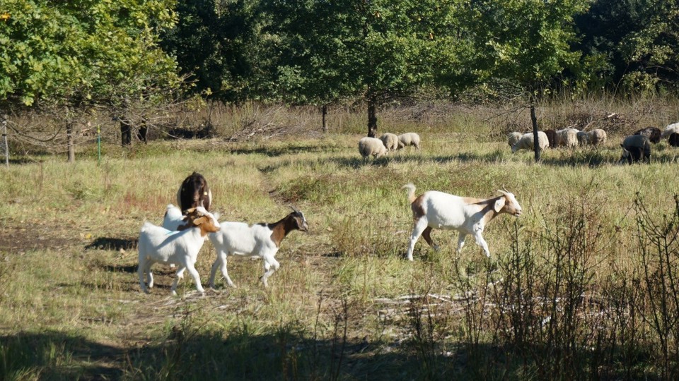 Pflegeeinsatz Naturbewahrung Dresden e.V.
