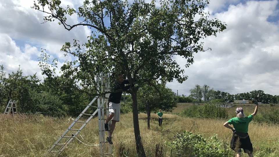 Obstbaumschnitt und Pflanzung Streuobstwiese in Radebeul
