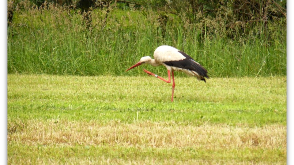 Warum der Storch die Kinder bringt und warum man einen Vogel hat