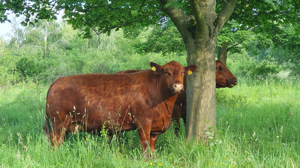 Weihnachtsspeck-weg-Arbeitseinsatz