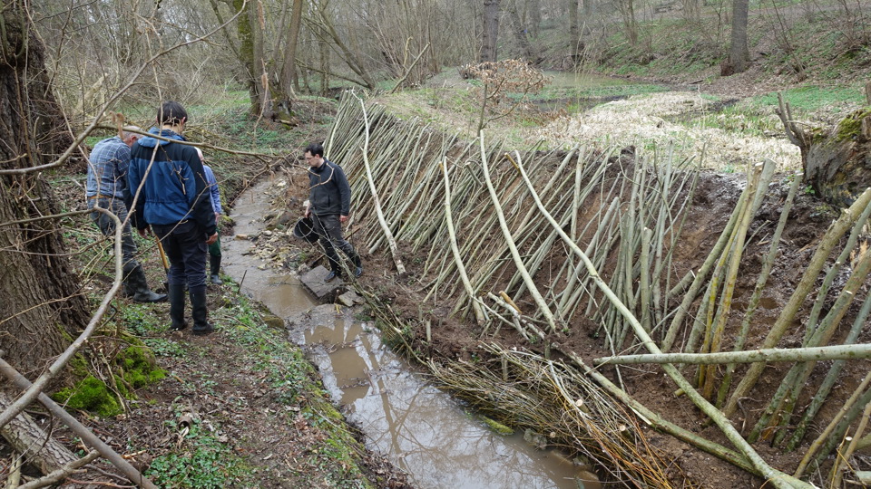 Gehölzpflege im FND „Tiefe Börner Mockritz“