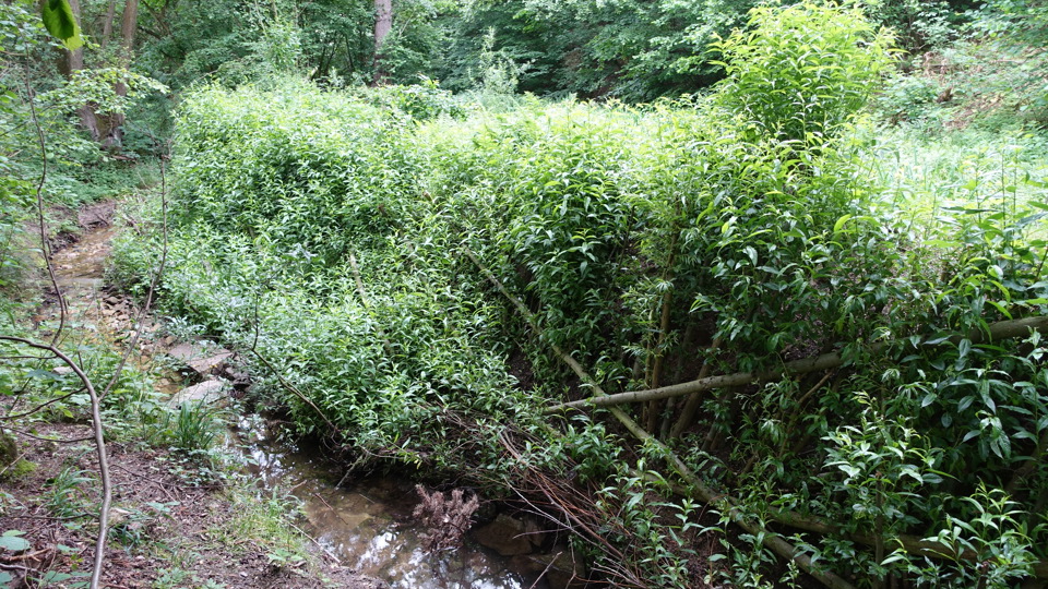Kopfweiden am Kaitzbach schneiden
