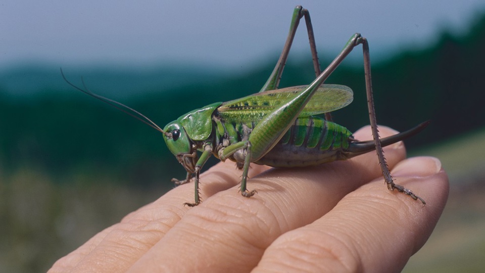 Insekten und Solarwirtscha􀆞 - Für und Wider