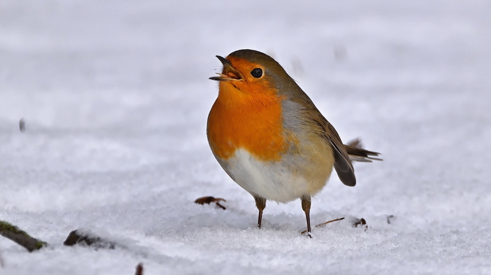 Stunde der Wintervögel