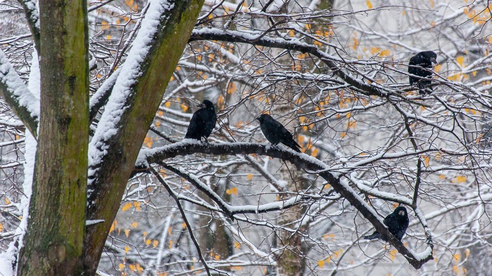 Wintervogelzählung im Arboretum Plauen