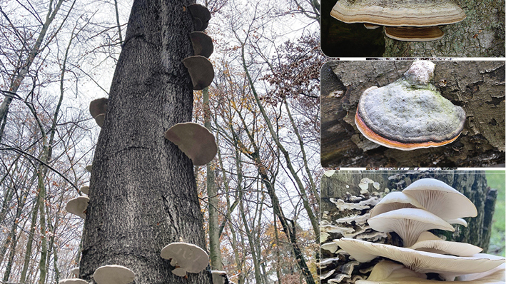 Baumpilze - Lebenszeichen im Winterwald