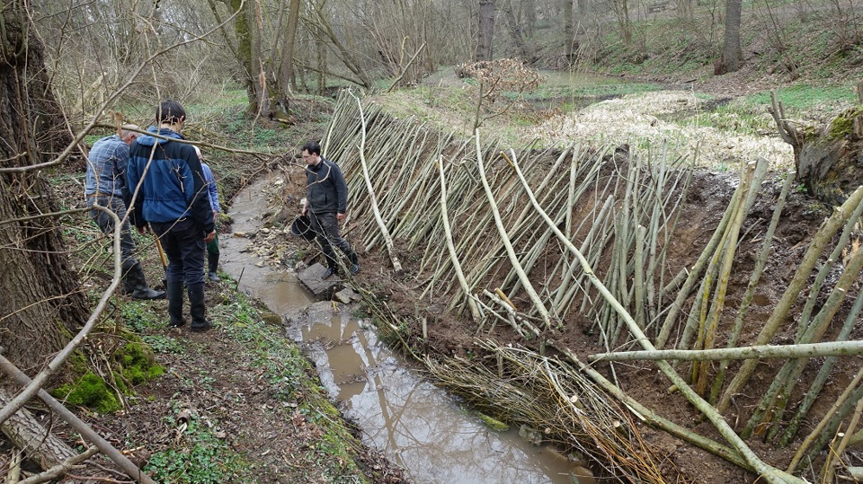 Kopfweiden am Kaitzbach schneiden