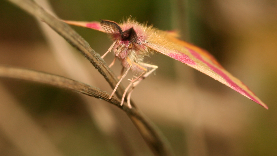Insekten in Regenrückhaltebecken