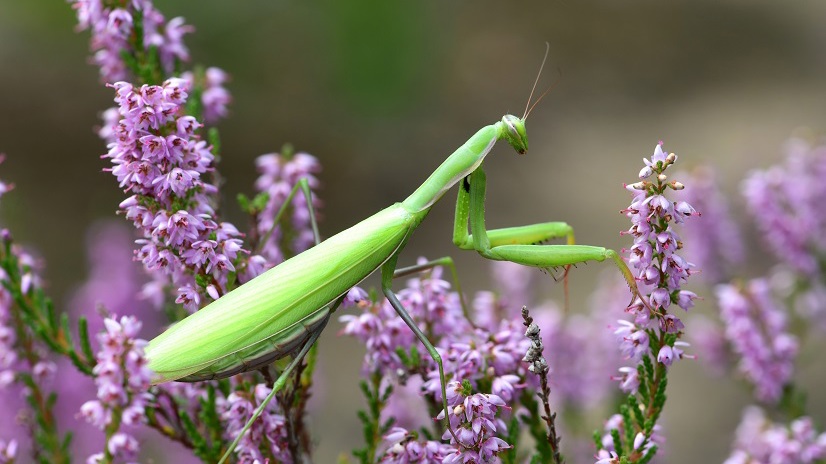 Offener Abend der NABU FG Entomologie