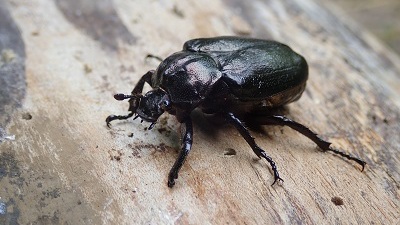 Neuklassifikation der Notodontidae (Zahnspinner) der Welt