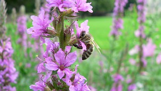 Neuigkeiten zur Käferfauna im Nationalpark Sächsische Schweiz