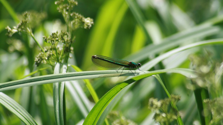 Weihnachtsfeier der NABU FG Entomologie