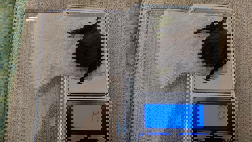 Beobachtung von Fledermäuse im Großen Garten