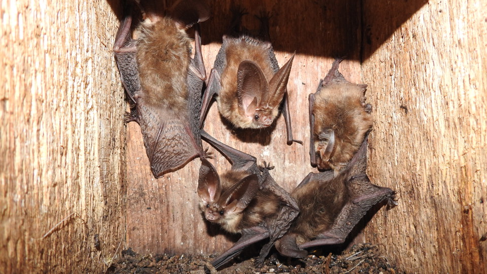 Beobachtung von Fledermäuse im Großen Garten