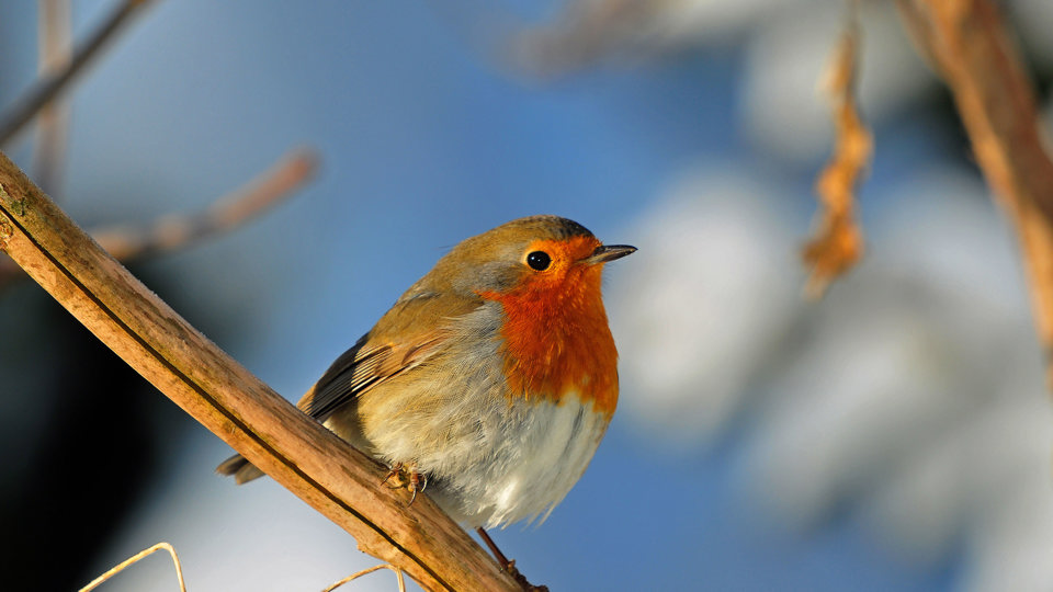 Wer trommelt und singt denn da? – Exkursion zur Frühjahrsbalz der Vögel im Großen Garten