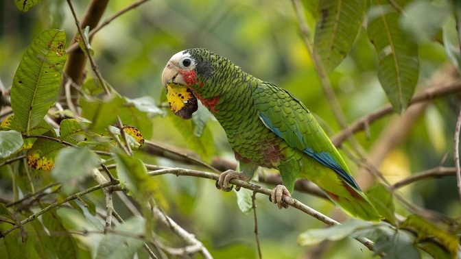 Ecuador – Regenwald und Nebelwald