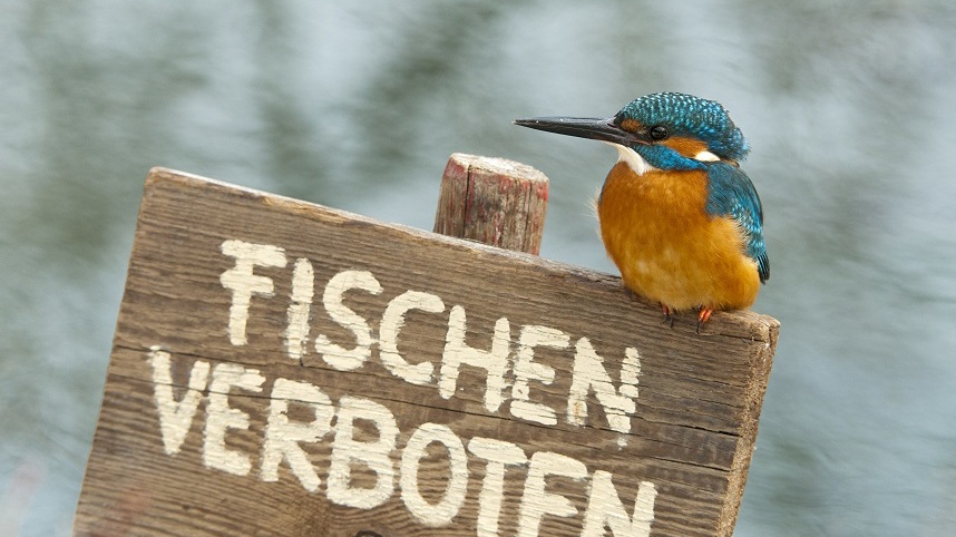 Offener Ornithologen-Stammtisch