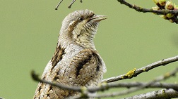 Vögel in ihren Lebensräumen – Besondere Entdeckungen beim Kartieren