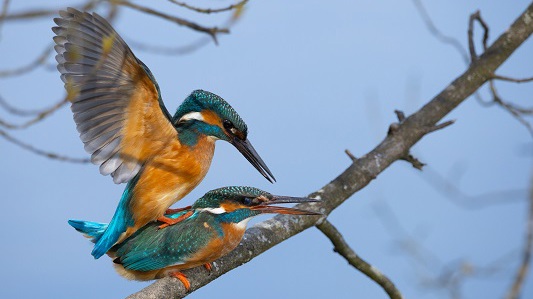 Faszinierende Vogelwelt in Bild und Ton