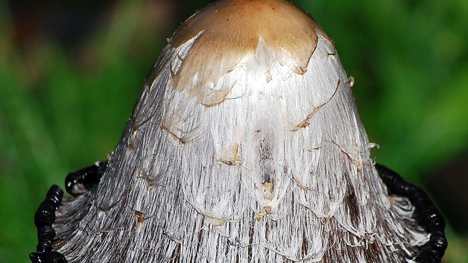 Sexuelle Fortpflanzung von Pilzen