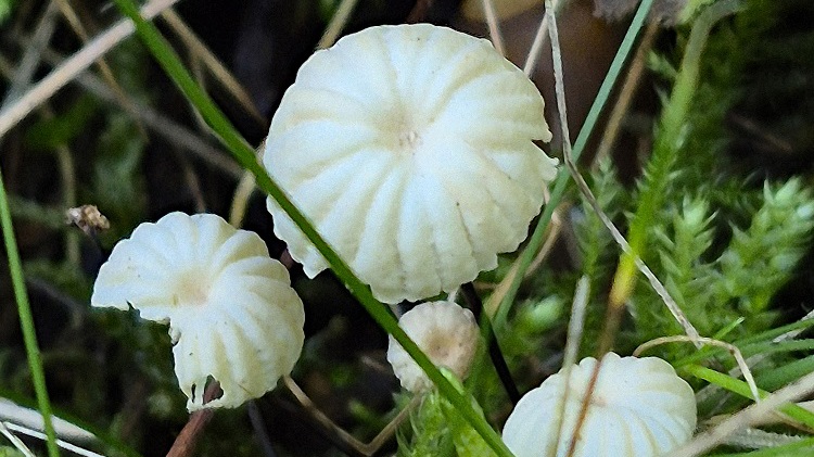 Seltene und besondere Pilzfunde in zehn Jahren Pilzkartierung
