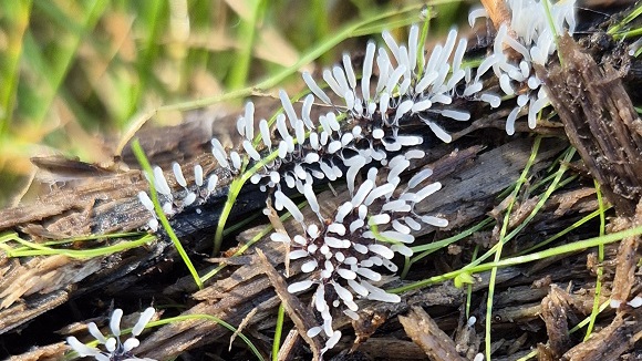 Geführte Pilzwanderung: Albertpark/Elbschlösser