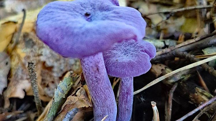 Bemerkenswerte Pilzfunde der Fachgruppe im Jahre 2026, Teil 1