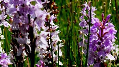 Flora und Vegetation des Vogtlandes